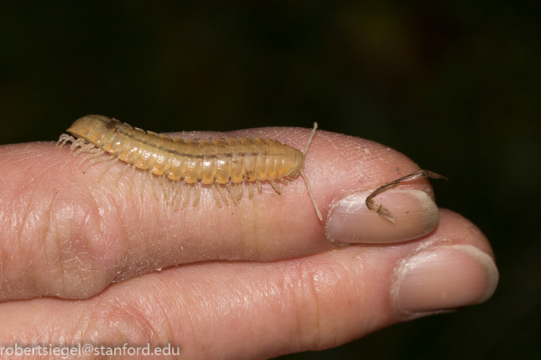 millipede